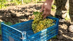 Винодельческий кластер планируют создать на Ставрополье